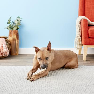 Show full view: Wapiti Labs Split Elk Antlers Dog Chews, X-large/Giant slide 4 of 9