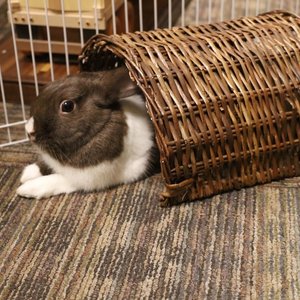 Ware Edible Twig Tunnel Small Animal Hideout, Large