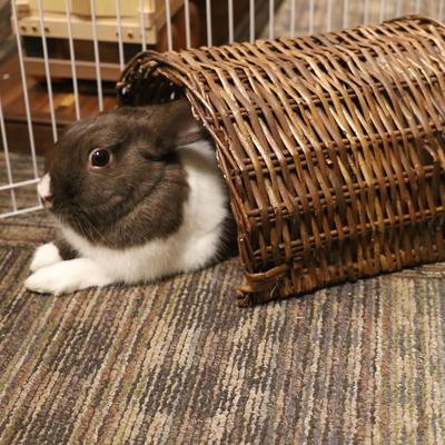 Show full view: Ware Edible Twig Tunnel Small Animal Hideout, Large slide 3 of 5