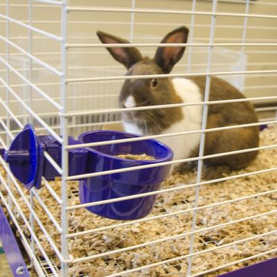 Show full view: Ware Slide-N-Lock Small Animal Bowl, Large slide 3 of 5