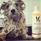 Show in main carousel: Warren London 2-in-1 Coconut Scented Dog Shampoo + Conditioner, 17-fl oz bottle slide 5 of 6