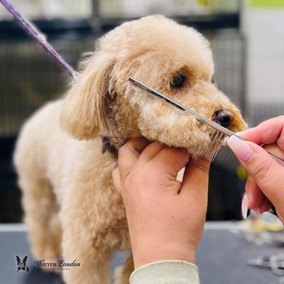 Show full view: Warren London Crescent Detail Copper Dog Comb slide 7 of 9