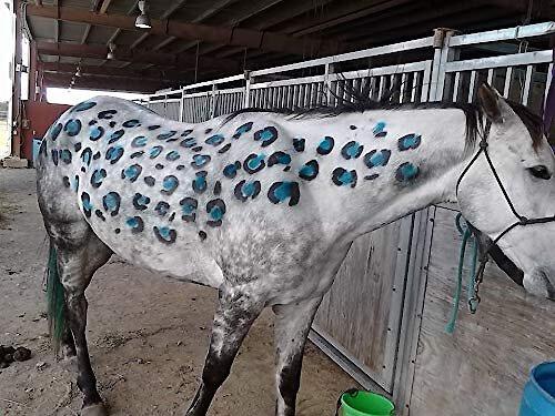 Show full view: Warren London Critter Color Temporary Pet Fur Coloring, 4-fl oz, Pink slide 8 of 10