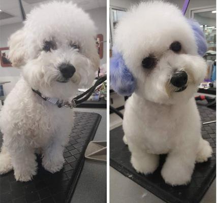 Show full view: Warren London Critter Color Temporary Pet Fur Coloring, 4-fl oz, Purple slide 4 of 10