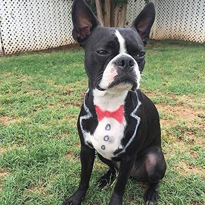 Show full view: Warren London Critter Color Temporary Pet Fur Coloring, 4-fl oz, Purple slide 7 of 10