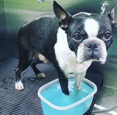 Show full view: Warren London Deep Cleaning Dog Paw Fizz Tablets, 12 count slide 5 of 10