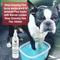 Show in main carousel: Warren London Deep Cleaning Paw Dog Spray, 8-fl oz bottle slide 6 of 8