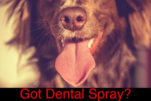 Show full view: Warren London Dog Dental Spray & Water Additive, 8-fl oz bottle slide 7 of 8