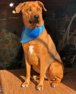 Show full view: Warren London Pawdicure Dog Nail Polish Pen, Blue slide 6 of 8