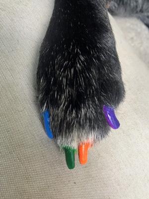Show full view: Warren London Pawdicure Dog Nail Polish Pen, Neon Orange slide 6 of 8