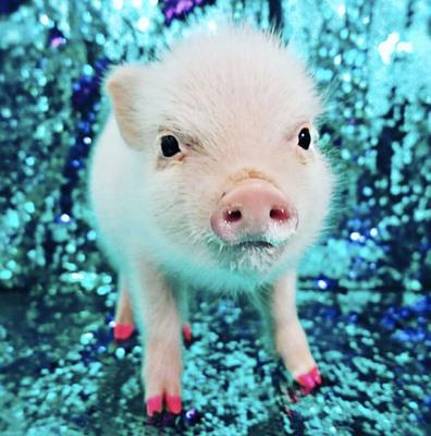 Show full view: Warren London Pawdicure Dog Nail Polish Pen, Neon Pink slide 7 of 8