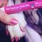 Show in main carousel: Warren London Pawdicure Dog Nail Polish Pen, Pink slide 6 of 9