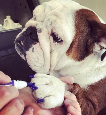 Show full view: Warren London Pawdicure Dog Nail Polish Pen, Purple slide 5 of 7