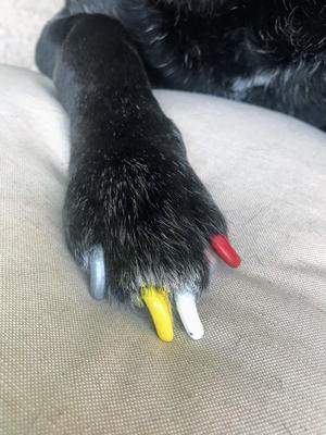 Show full view: Warren London Pawdicure Dog Nail Polish Pen, Red slide 6 of 7