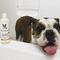 Show in main carousel: Warren London Soothing & Itch Relieving Oatmeal Dog Shampoo, 17-fl oz bottle slide 5 of 8