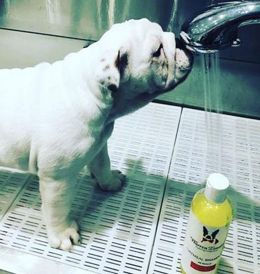 Show full view: Warren London Soothing & Itch Relieving Oatmeal Dog Shampoo, 17-fl oz bottle slide 6 of 8