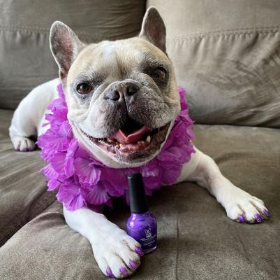 Show full view: Warren London Variety Pack Dog Nail Polish, 0.50-oz bottle, 6 count slide 6 of 8