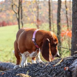 Water & Woods Adjustable Dog Collar, Bottomland Pink, Small: 10-14-in neck, 3/4-in wide slide 2 of 6
