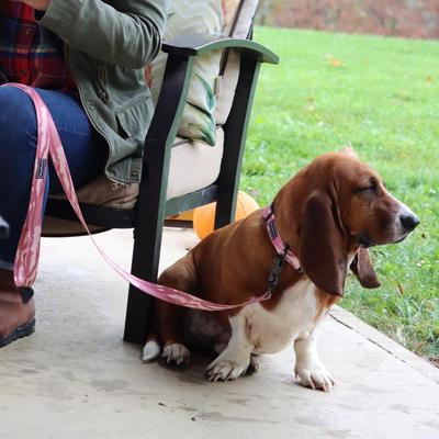 Show full view: Water & Woods Adjustable Dog Collar, Bottomland Pink, Small: 10-14-in neck, 3/4-in wide slide 3 of 7