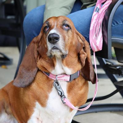 Show full view: Water & Woods Adjustable Dog Collar, Bottomland Pink, Small: 10-14-in neck, 3/4-in wide slide 4 of 7