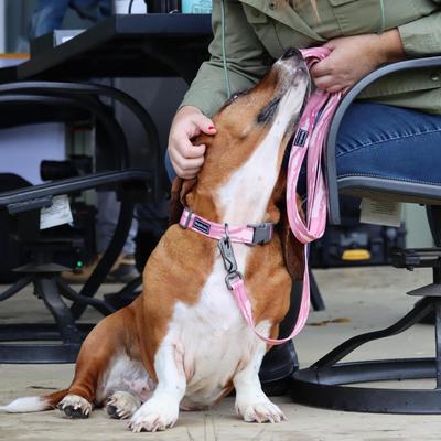 Show full view: Water & Woods Adjustable Dog Collar, Bottomland Pink, Small: 10-14-in neck, 3/4-in wide slide 5 of 7