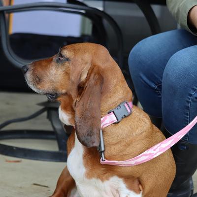 Show full view: Water & Woods Adjustable Dog Collar, Bottomland Pink, Small: 10-14-in neck, 3/4-in wide slide 6 of 7