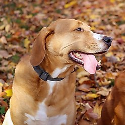 Water & Woods Adjustable Dog Collar, Country Roots Evergreen, Small: 10-14-in neck, 3/4-in wide slide 2 of 6