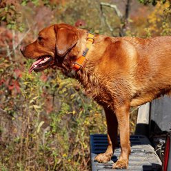 Water & Woods Adjustable Dog Collar, Safety Orange, Medium: 14-20-in neck, 3/4-in wide slide 2 of 7