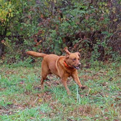 Show full view: Water & Woods Adjustable Dog Collar, Safety Orange, Medium: 14-20-in neck, 3/4-in wide slide 7 of 9