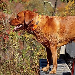Water & Woods Adjustable Dog Collar, Safety Orange, Small: 10-14-in neck, 3/4-in wide slide 2 of 7