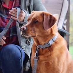 Water & Woods Adjustable Dog Collar, Shadow Grass Blades, Large: 18-26-in neck, 1-in wide slide 2 of 6