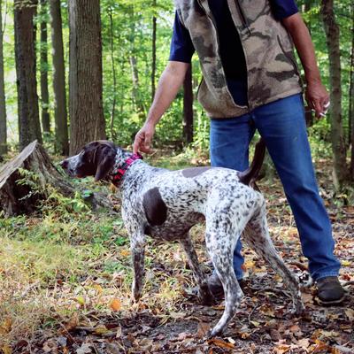 Show full view: Water & Woods Blaze Adjustable Patterned Dog Collar, Neon Pink Tree, Large: 18-26-in neck, 1-in wide slide 2 of 6
