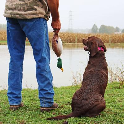 Show full view: Water & Woods Blaze Adjustable Patterned Dog Collar, Neon Pink Tree, Large: 18-26-in neck, 1-in wide slide 3 of 6