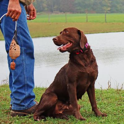 Show full view: Water & Woods Blaze Adjustable Patterned Dog Collar, Neon Pink Tree, Large: 18-26-in neck, 1-in wide slide 4 of 6