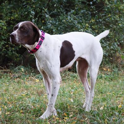 Show full view: Water & Woods Blaze Adjustable Patterned Dog Collar, Neon Pink Tree, Large: 18-26-in neck, 1-in wide slide 6 of 6