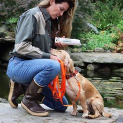 Water & Woods Blaze Adjustable Patterned Dog Collar, Orange Tree, Large: 18-26-in neck, 1-in wide slide 2 of 6