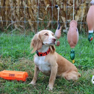 Show full view: Water & Woods Blaze Adjustable Patterned Dog Collar, Orange Tree, Large: 18-26-in neck, 1-in wide slide 4 of 6