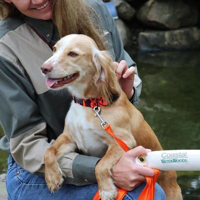 Show full view: Water & Woods Blaze Adjustable Patterned Dog Collar, Orange Tree, Large: 18-26-in neck, 1-in wide slide 5 of 6