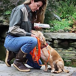 Water & Woods Blaze Adjustable Patterned Dog Collar, Orange Tree, Medium: 14-20-in neck, 1-in wide slide 2 of 6