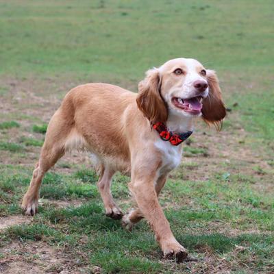 Show full view: Water & Woods Blaze Adjustable Patterned Dog Collar, Orange Tree, Medium: 14-20-in neck, 1-in wide slide 6 of 6