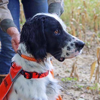 Show full view: Water & Woods Braided Rope Slip Dog Leash, Safety Orange slide 2 of 7
