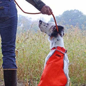 Water & Woods Braided Rope Slip Dog Leash, Safety Orange