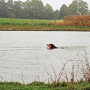 Water & Woods Canvas Dog Training Dummies, Orange, 9 x 2-in