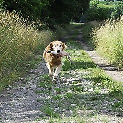 Water & Woods Foam Fowl Dog Trainers, Pheasant, Large slide 2 of 6