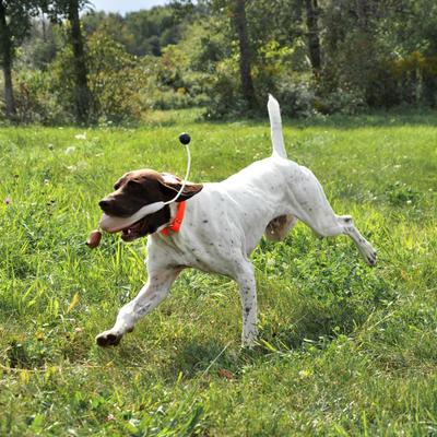 Show full view: Water & Woods Foam Fowl Dog Trainers, Pheasant, Large slide 6 of 6