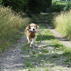 Water & Woods Foam Fowl Dog Trainers, Quail, Small slide 2 of 6