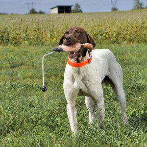 Water & Woods Foam Fowl Dog Trainers, Quail, Small