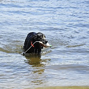 Water & Woods Foam Fowl Dog Trainers, Quail, Small