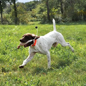 Water & Woods Foam Fowl Dog Trainers, Quail, Small