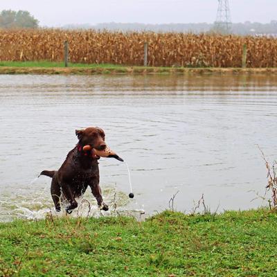 Show full view: Water & Woods Tethered-Head Foam Fowl Dog Trainer, Dove, Small slide 5 of 6